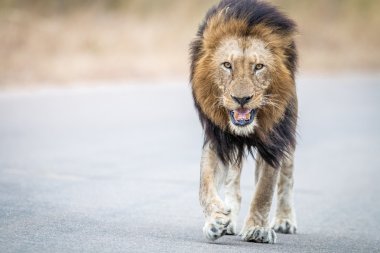 Kruger National Park kameraya doğru yürüyüş erkek aslan.