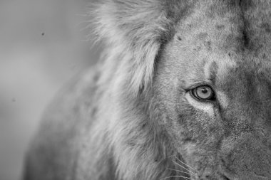 Aslan göz siyah beyaz Kruger National Park.