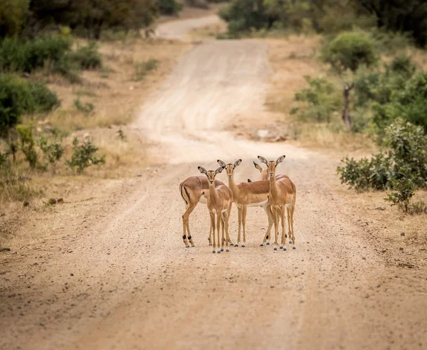 Grupo de mujeres Impalas protagonizadas en medio de la carretera . —  Fotos de Stock