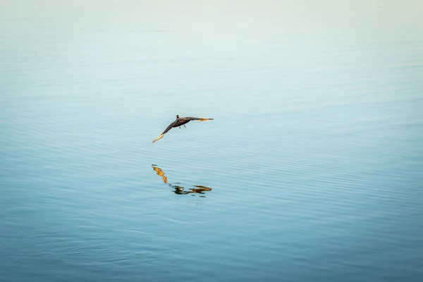 A Hammerkop flying over the water. — Stock Photo, Image