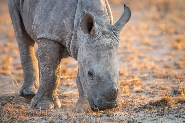 Um rinoceronte branco cheirando a sujeira . — Fotografia de Stock