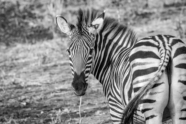 Una Zebra protagonista in bianco e nero nel Parco Nazionale di Kruger . — Foto Stock