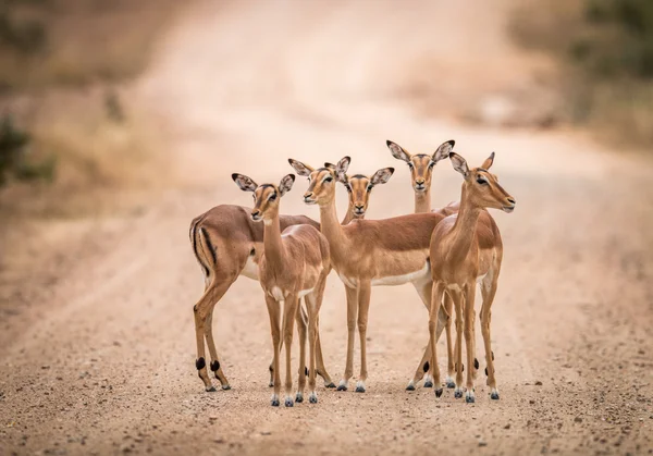 Yolun ortasında kadın Impalas oynadığı bir grup. — Stok fotoğraf