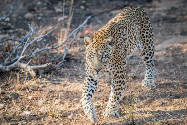 Leopard gyaloglás felé a kamera. — Stock Fotó