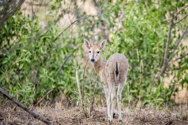 A common male Duiker starring at the camera. — Stock Photo, Image