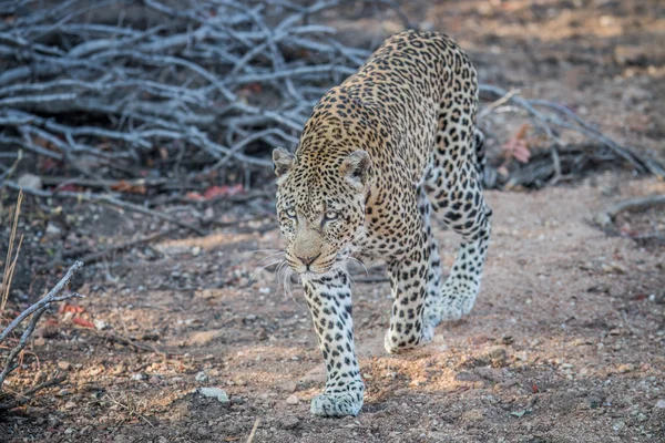 Leopard gyaloglás felé a kamera. — Stock Fotó