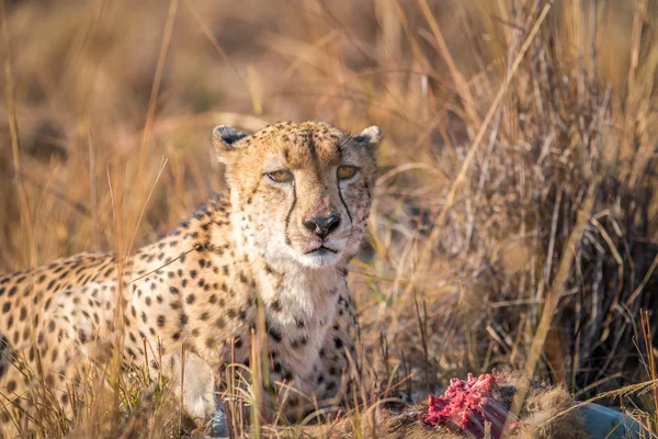 Gepard na bahnivec zabít v Sabi Sabi game reserve. — Stock fotografie