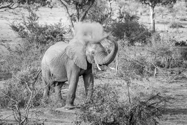Elefante touro pulverizando poeira sobre si mesmo no Parque Nacional Kruger . — Fotografia de Stock