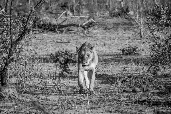 Leona caminando hacia la cámara en blanco y negro . —  Fotos de Stock