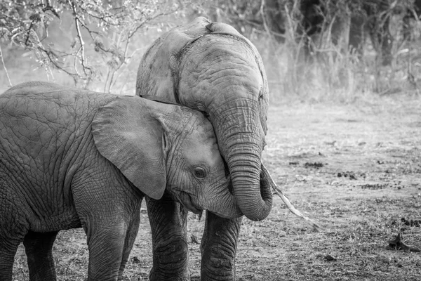 Двоє молодих слонів в чорно-білому . — стокове фото