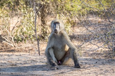 Özel yıldızı babun Kruger National Park.