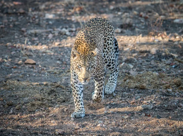 Leopard gående mot kameran. — Stockfoto