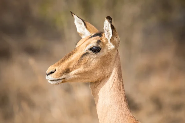 Seitenprofil eines weiblichen Impalas. — Stockfoto