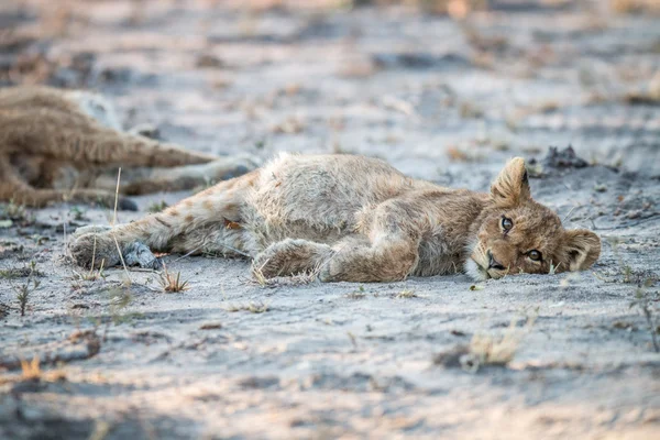 León cachorro tendido en la tierra en la reserva de caza Sabi Sabi . — Foto de Stock