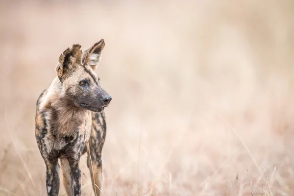 Perro salvaje africano protagonizado por el Parque Nacional Kruger . — Foto de Stock