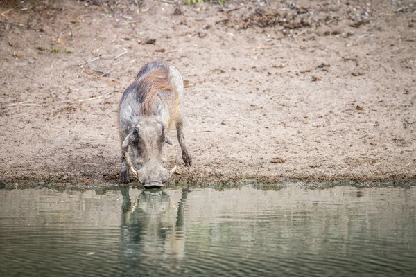 Un jabalí bebiendo de una presa . —  Fotos de Stock