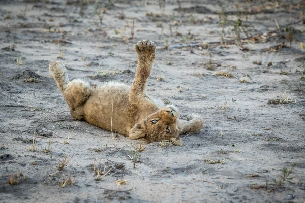 Lion cub laying in the dirt in the Sabi Sabi game reserve. — Stock Photo, Image