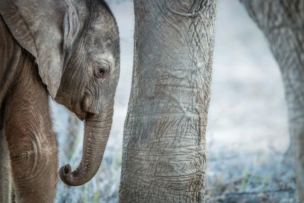 En ung elefant kalv mellan benen på en vuxen elefant. — Stockfoto