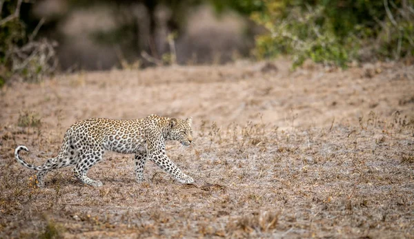 Leopardenbaby läuft im Gras — Stockfoto