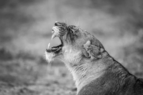 Löwin gähnt schwarz auf weiß im Kruger-Nationalpark — Stockfoto