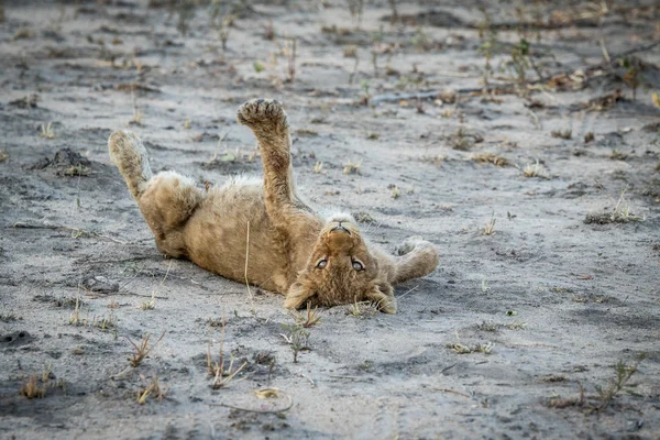 Lion cub om i smutsen i Sabi Sabi game reserve. — Stockfoto