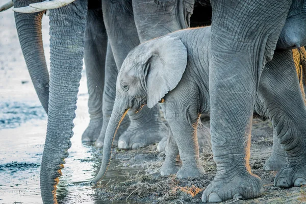 Un ternero elefante joven bebiendo entre las piernas de los elefantes adultos . — Foto de Stock