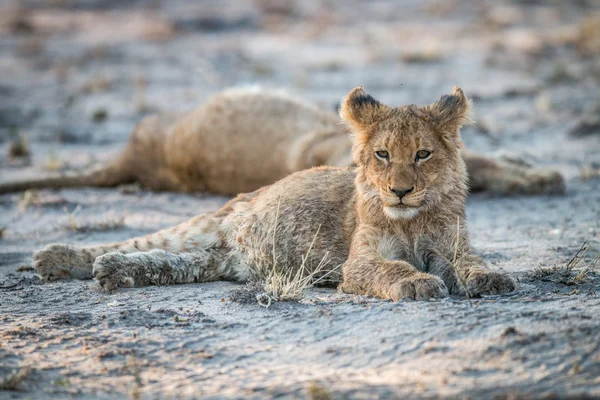 Anak singa berbaring di tanah di Sabi Sabi permainan cadangan . — Stok Foto