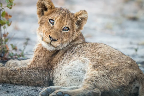 Filhote de leão deitado na terra na reserva de caça Sabi Sabi . — Fotografia de Stock