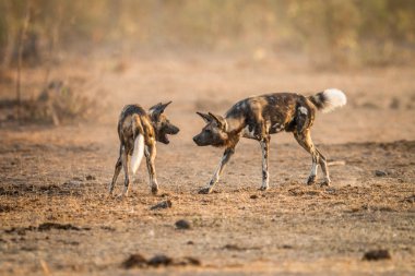 İki Afrika Vahşi köpekler birlikte oynayan Kruger National Park, Güney Afrika.