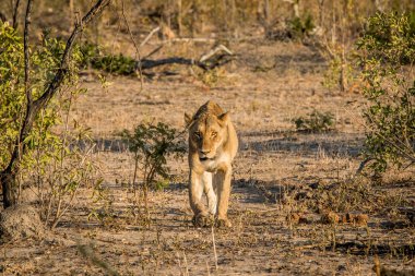 Kruger National Park kameraya doğru yürüyen dişi aslan.