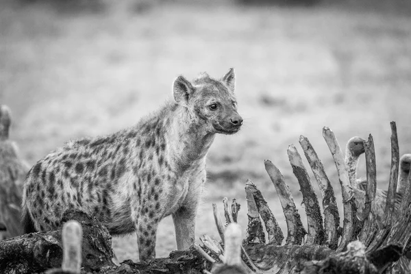 Spotted hyena at a carcass with Vultures in black and white. — Stock Photo, Image