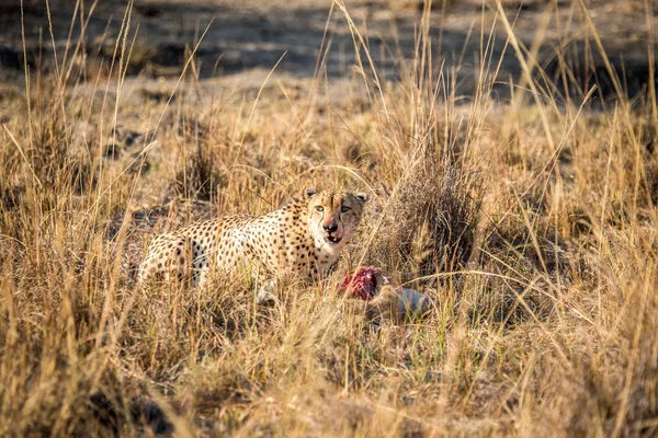 Geparden auf einem Schilfbock töten im Sabi Sabi Wildreservat. — Stockfoto