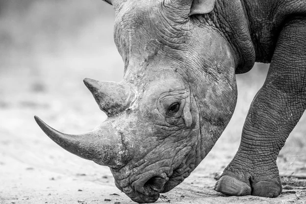 Close up de um rinoceronte preto andando na estrada em preto e branco . — Fotografia de Stock