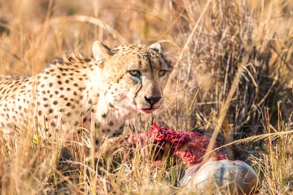 Gepard na bahnivec zabít v Sabi Sabi game reserve. — Stock fotografie