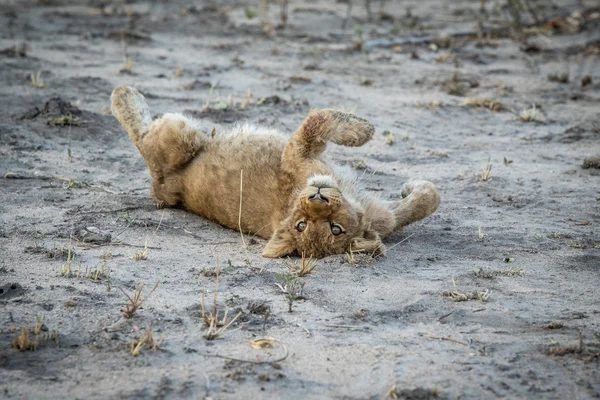 Filhote de leão deitado na terra na reserva de caça Sabi Sabi . — Fotografia de Stock