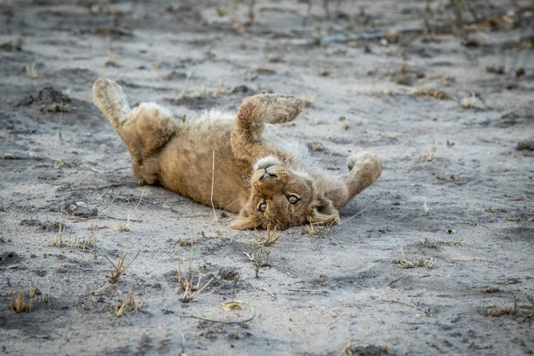 Filhote de leão deitado na terra na reserva de caça Sabi Sabi . — Fotografia de Stock