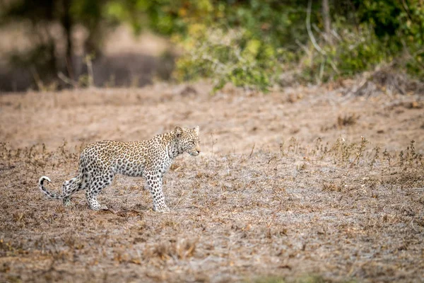 Baba leopárd, séta a füvön — Stock Fotó