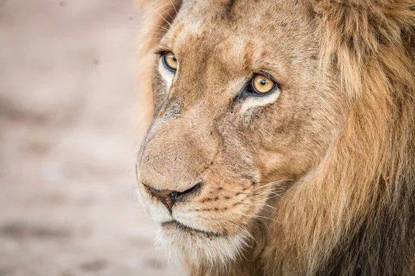 Lew wystąpili w parku narodowym Krugera. — Zdjęcie stockowe