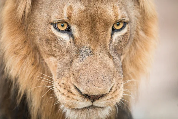 主演的克鲁格国家公园的狮子. — 图库照片