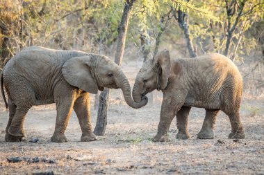 Kruger National Park içinde oynayan iki genç filler.