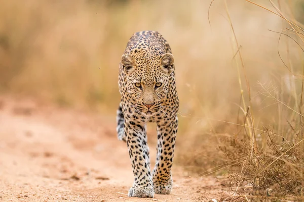 Leopardo caminhando em direção à câmera . — Fotografia de Stock