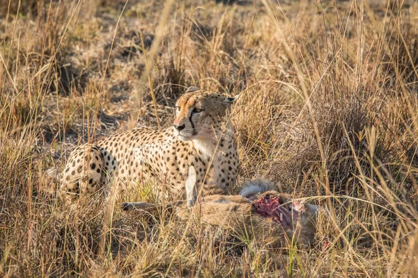 Geparden auf einem Schilfbock töten im Sabi Sabi Wildreservat. — Stockfoto