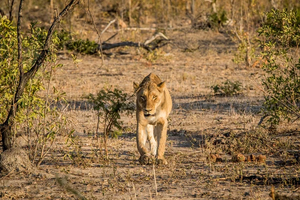 Kruger National Park kameraya doğru yürüyen dişi aslan.