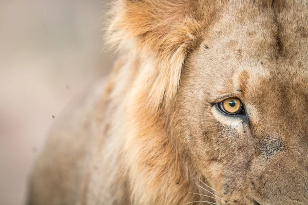 一只狮子在克鲁格国家公园的眼睛. — 图库照片