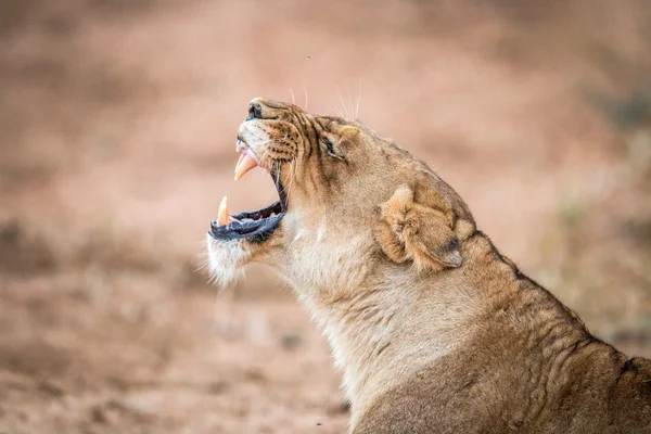 Löwin gähnt im Kruger Nationalpark. — Stockfoto