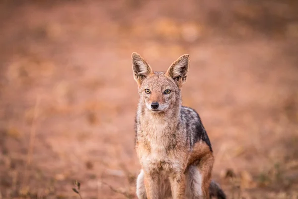 A starring Black-backed jackal. — Stock Photo, Image