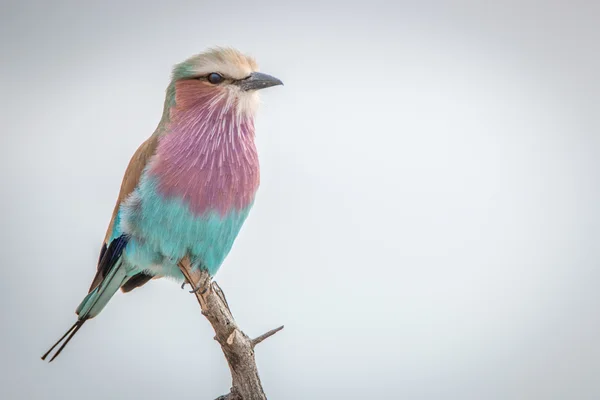 Un rouleau à poitrine de lilas assis sur une branche . — Photo