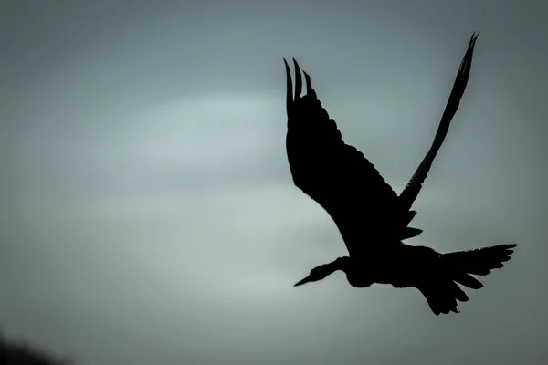 The silhouette of a flying African darter. — Stock Photo, Image