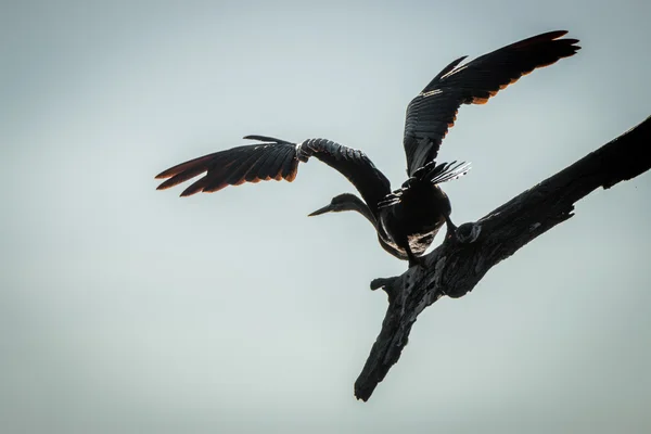 An African darter taking off in the Kruger. — Stock Photo, Image