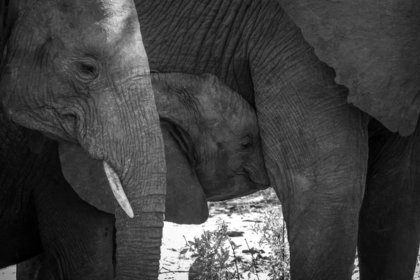 Bebé elefante chupando en blanco y negro . — Foto de Stock